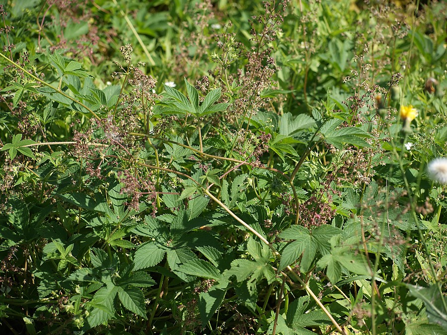 Image of Humulopsis scandens specimen.