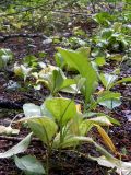 Erythronium sibiricum