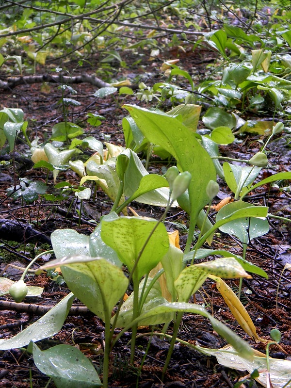 Изображение особи Erythronium sibiricum.