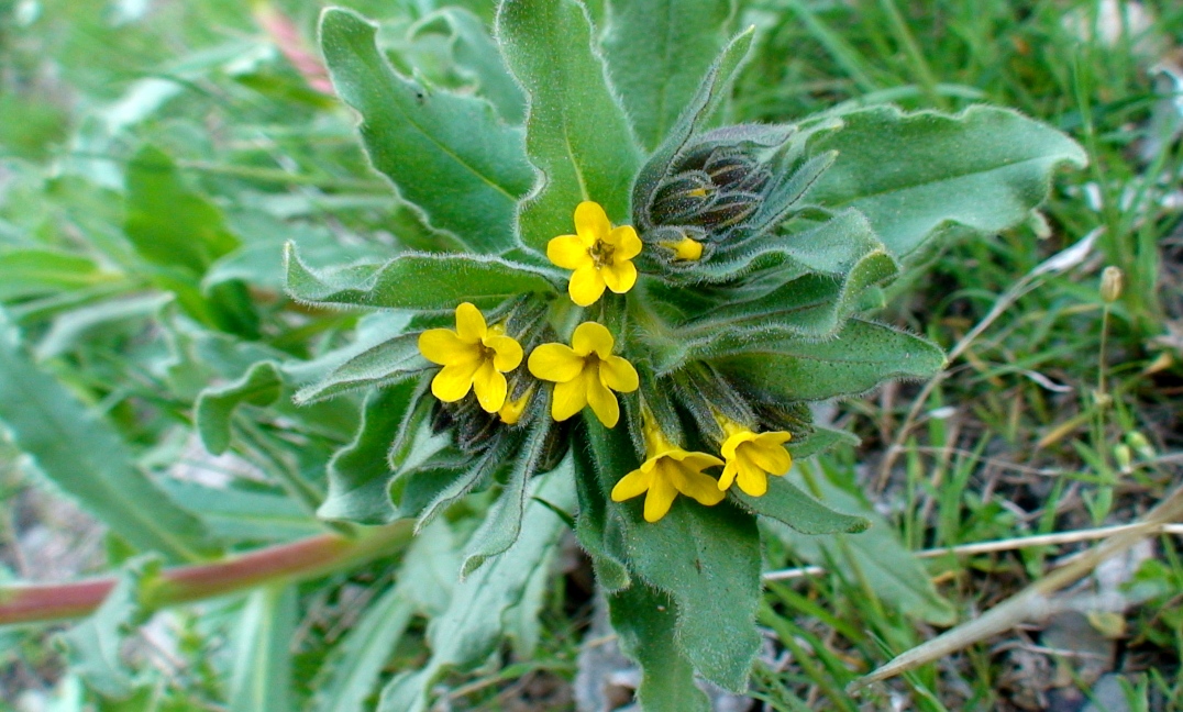 Image of Alkanna orientalis specimen.