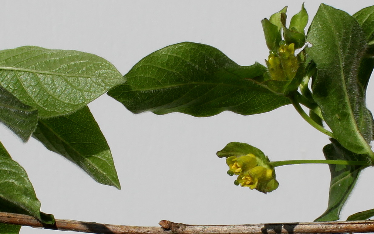 Изображение особи Lonicera involucrata var. ledebourii.