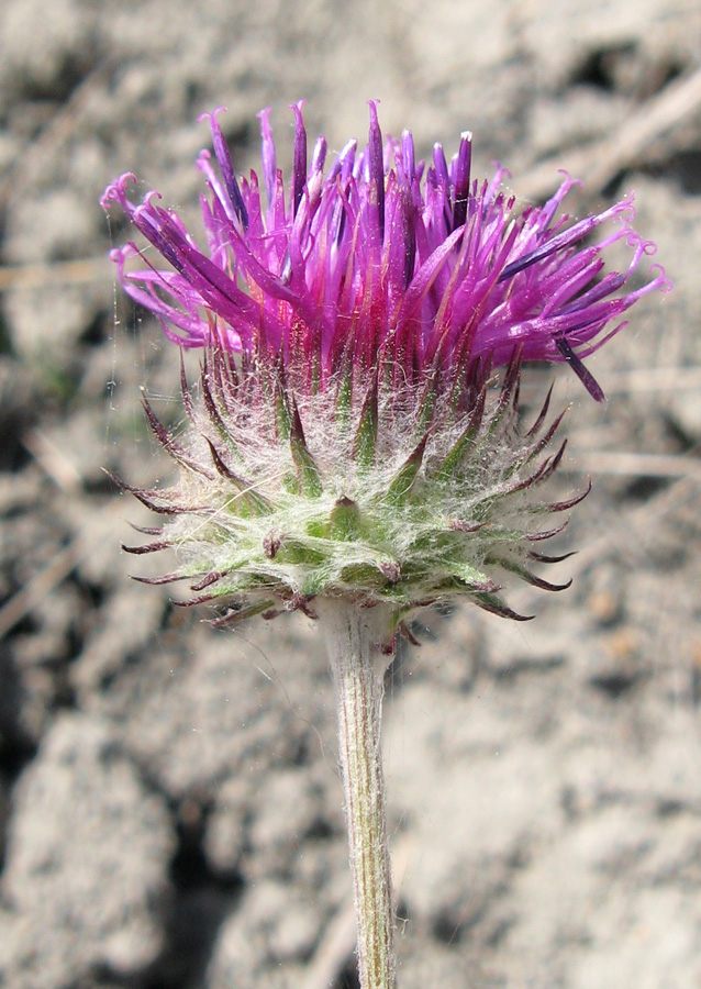 Image of Jurinea roegneri specimen.