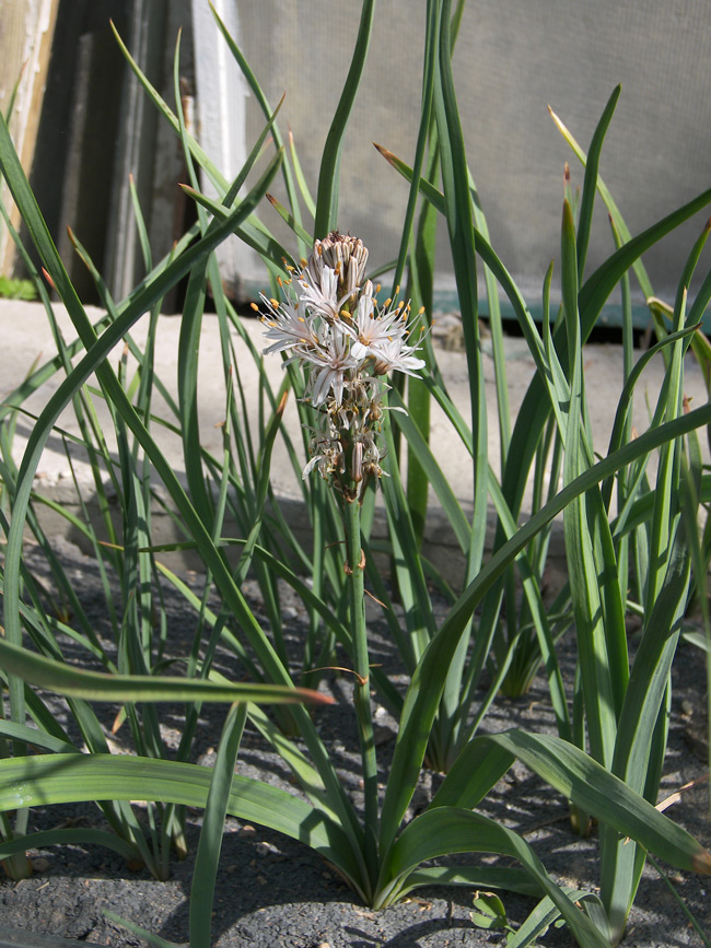 Image of Asphodelus macrocarpus specimen.