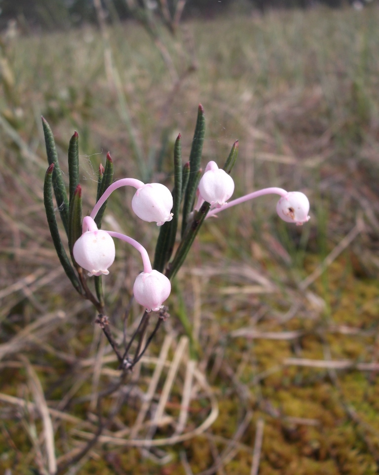 Image of Andromeda polifolia specimen.