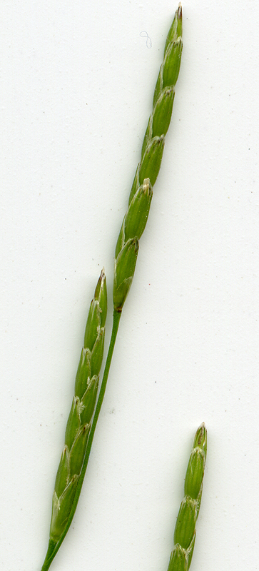 Image of Glyceria fluitans specimen.