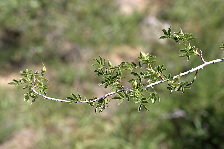 Image of Rosa kokanica specimen.