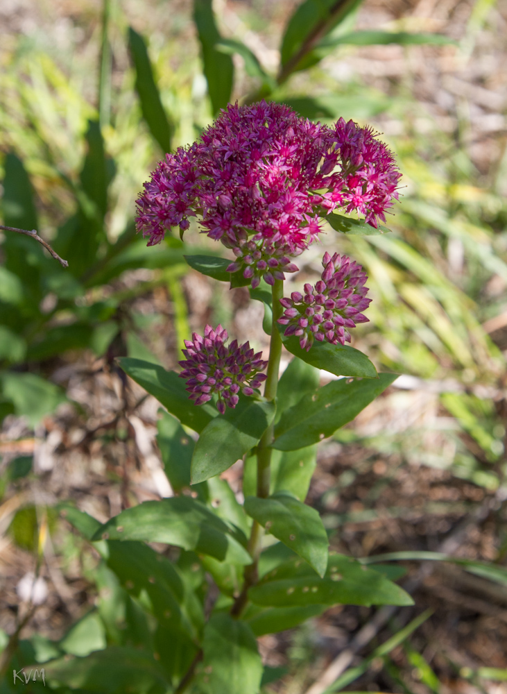 Изображение особи Hylotelephium triphyllum.