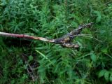 Cirsium coryletorum. Нижняя часть стебля выкопанного растения с корневищем. Приморский край, г. Находка. 25.08.2012.