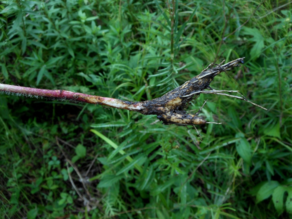 Image of Cirsium coryletorum specimen.