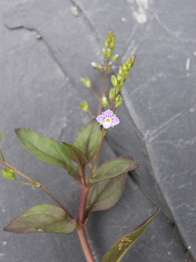 Image of Veronica beccabunga specimen.