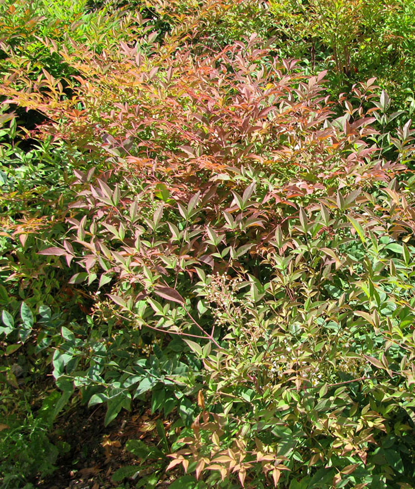 Image of Nandina domestica specimen.