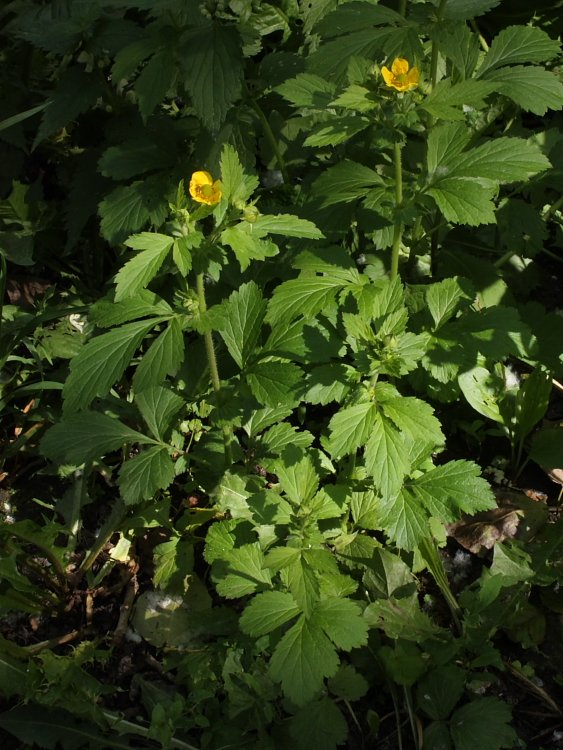 Image of Geum aleppicum specimen.