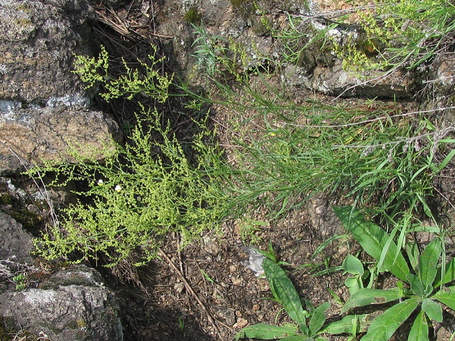 Image of Rumex acetoselloides specimen.