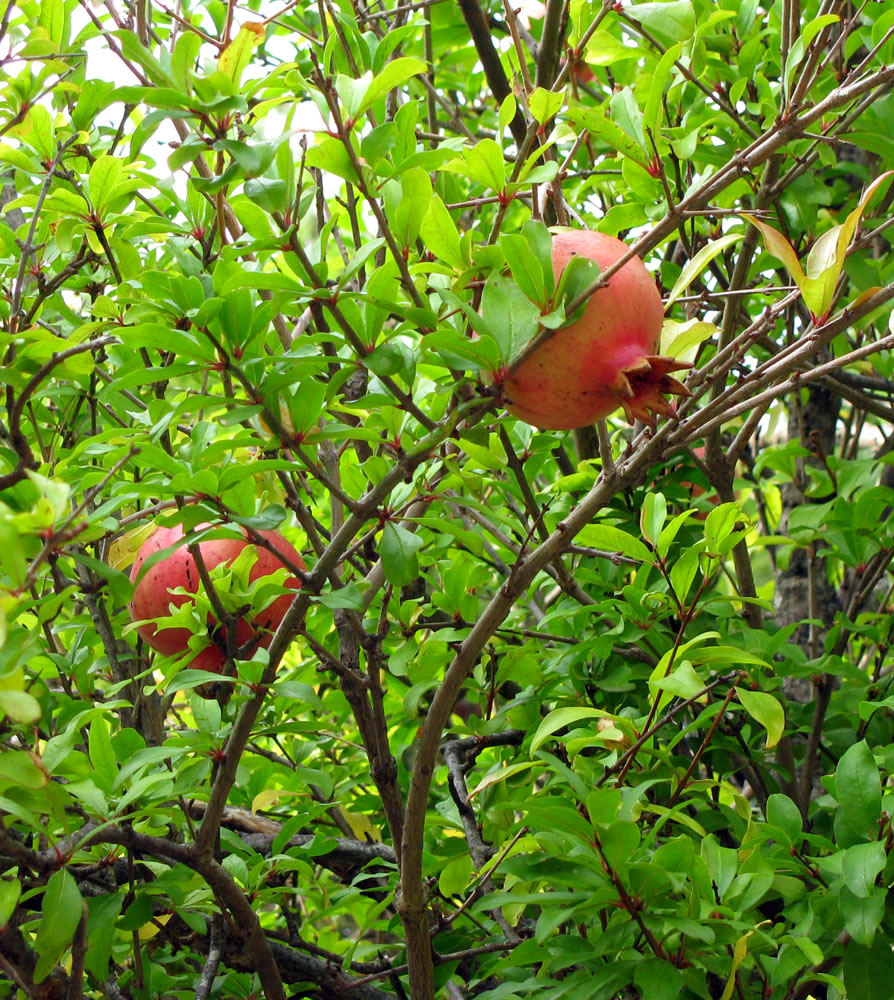 Image of Punica granatum specimen.