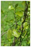 Hamamelis virginiana. Побег. Республика Татарстан, дендрарий Волжско-Камского заповедника. 22.05.2009.