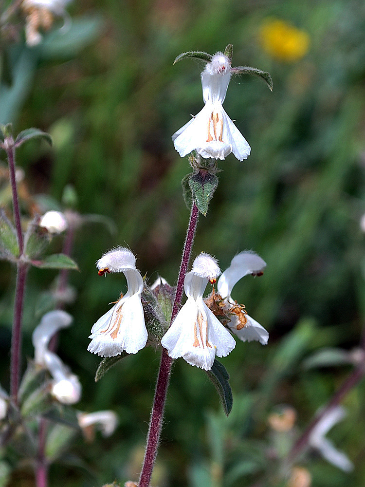 Image of Phlomoides impressa specimen.