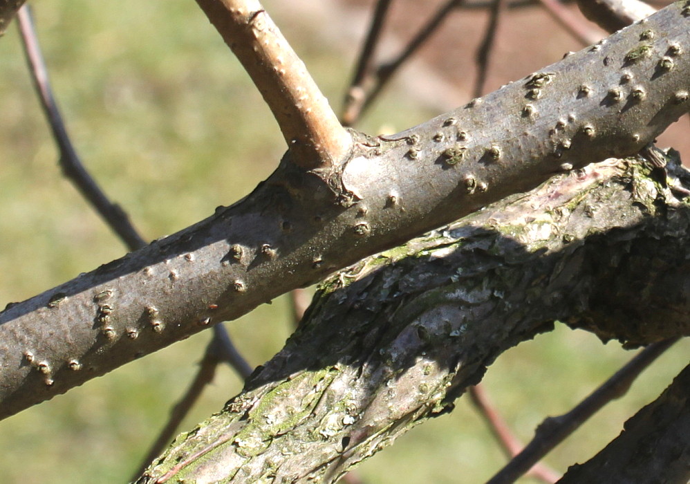 Image of Actinidia kolomikta specimen.