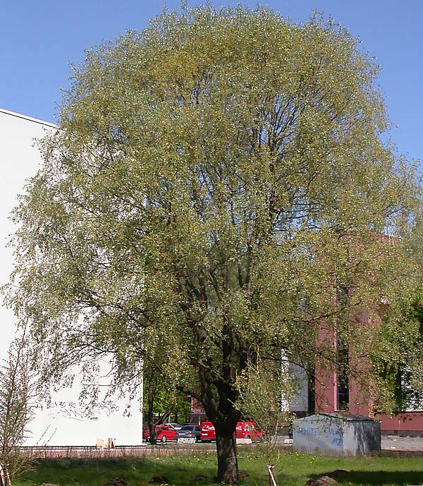 Image of Salix alba specimen.