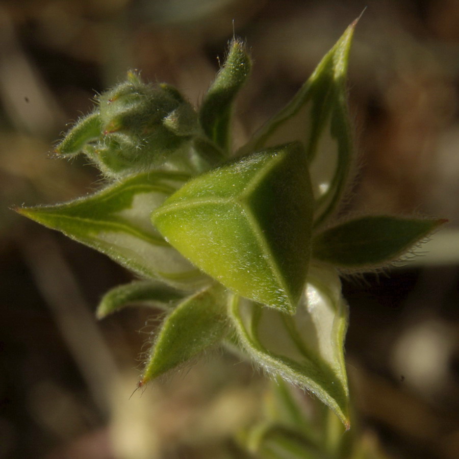 Image of Helianthemum lasiocarpum specimen.