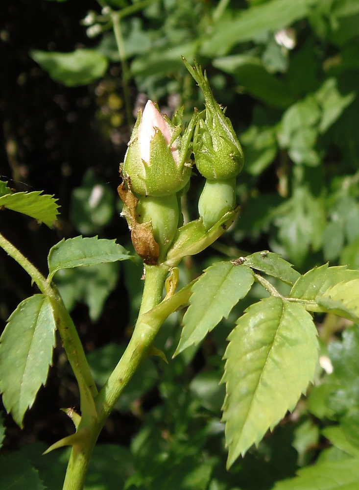 Image of genus Rosa specimen.