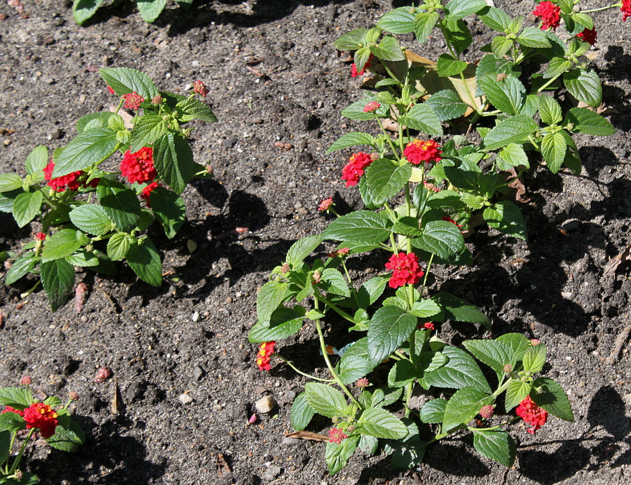 Изображение особи Lantana camara.