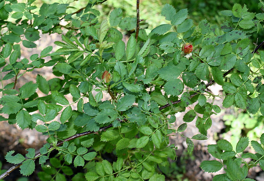 Image of Rosa foetida specimen.