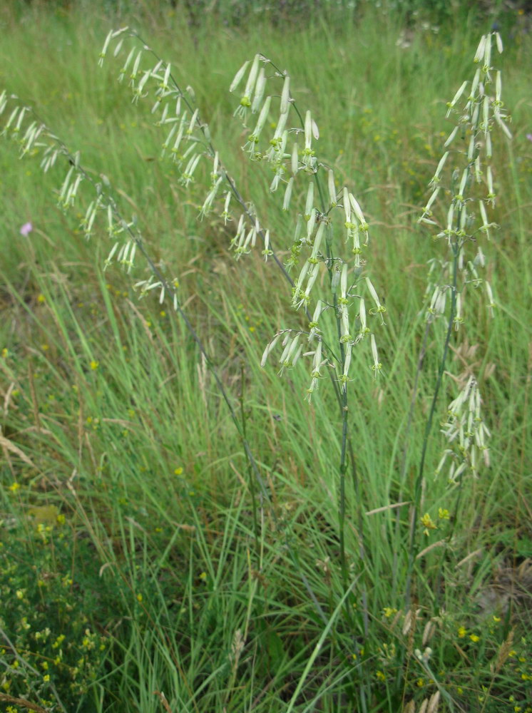 Image of Silene chlorantha specimen.