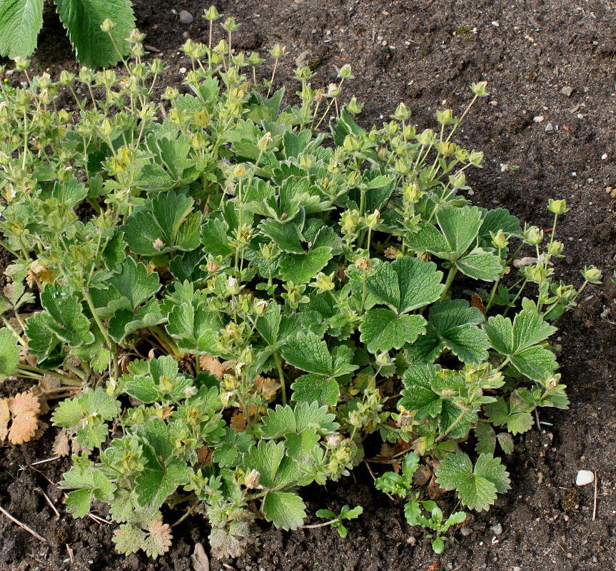 Изображение особи Potentilla megalantha.