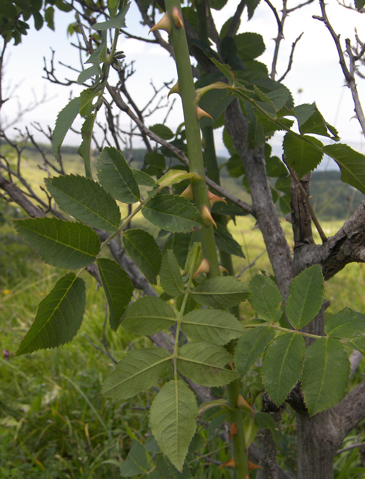 Image of Rosa corymbifera specimen.