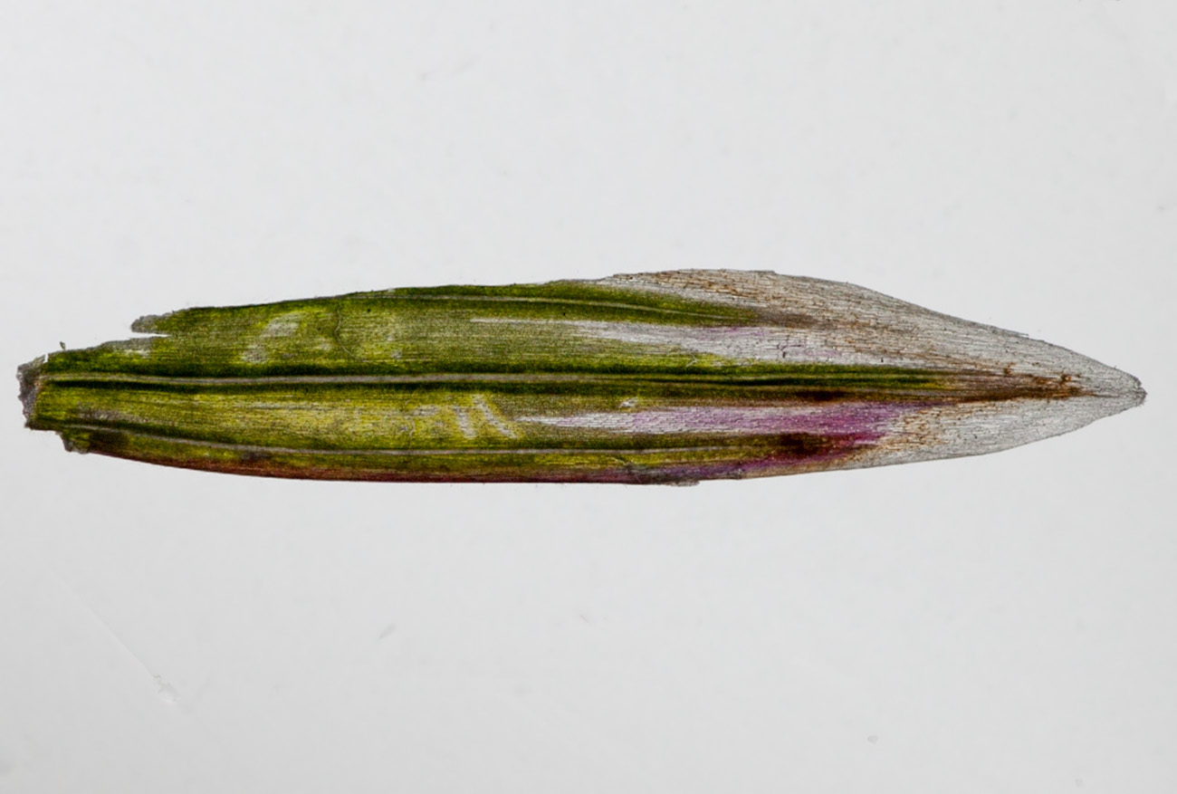 Image of Bromopsis inermis specimen.