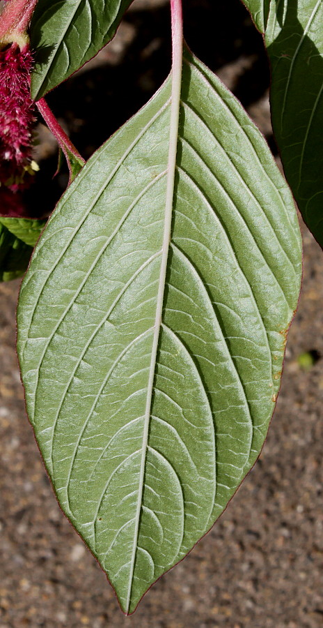 Image of Amaranthus caudatus specimen.