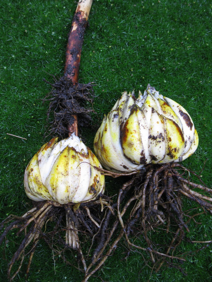 Image of Lilium monadelphum specimen.