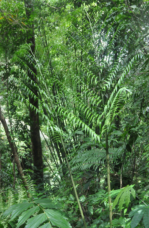 Image of Angiopteris evecta specimen.