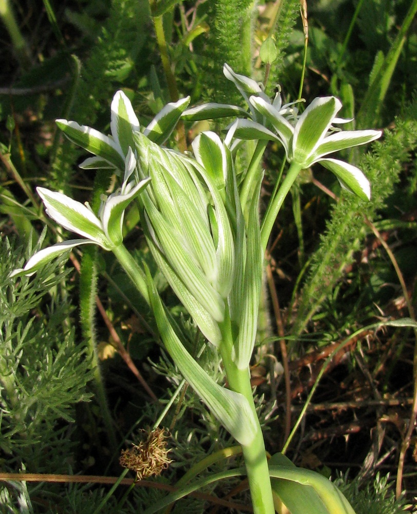 Изображение особи Ornithogalum kochii.