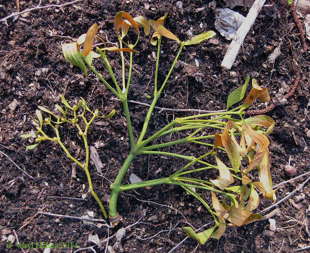 Image of genus Viscum specimen.