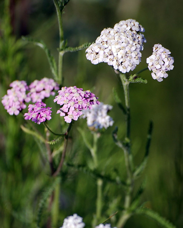 Изображение особи Achillea millefolium.