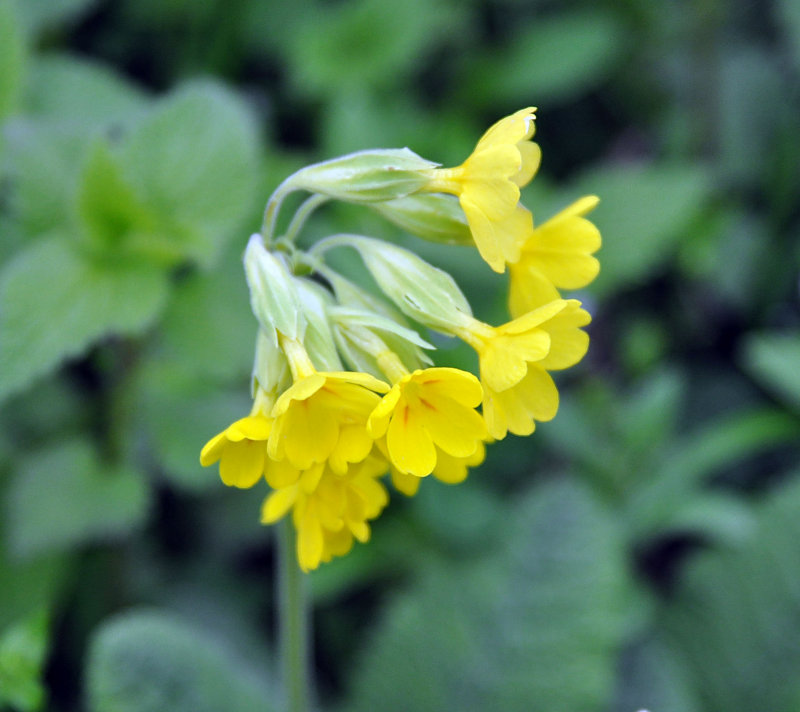 Image of Primula veris specimen.