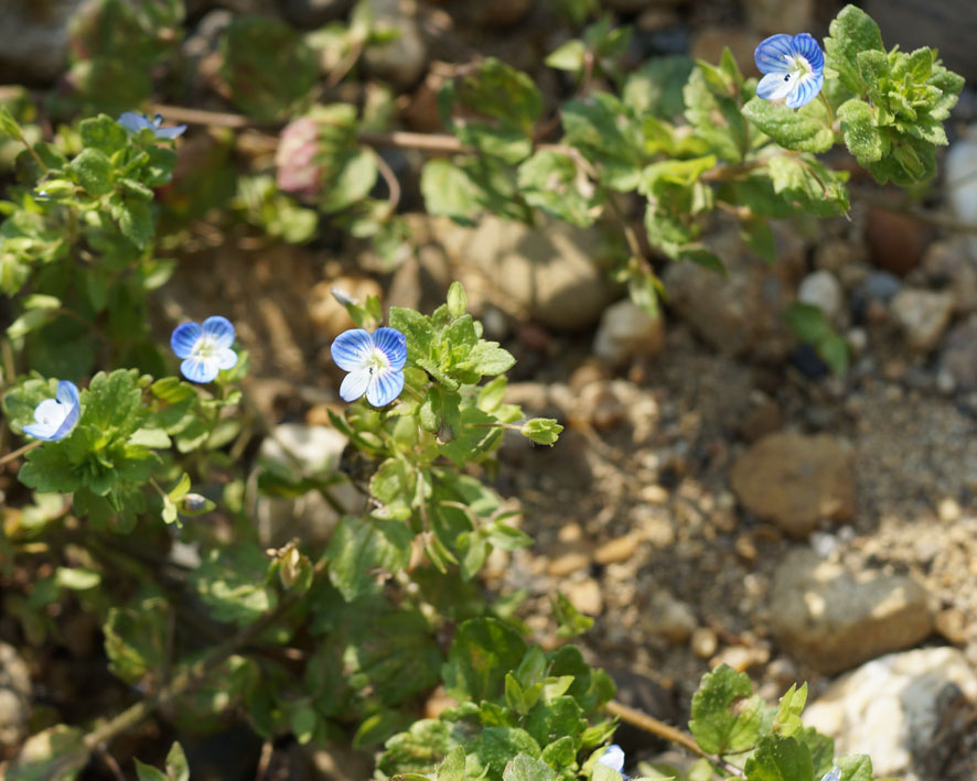 Image of Veronica persica specimen.