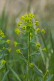 Euphorbia iberica