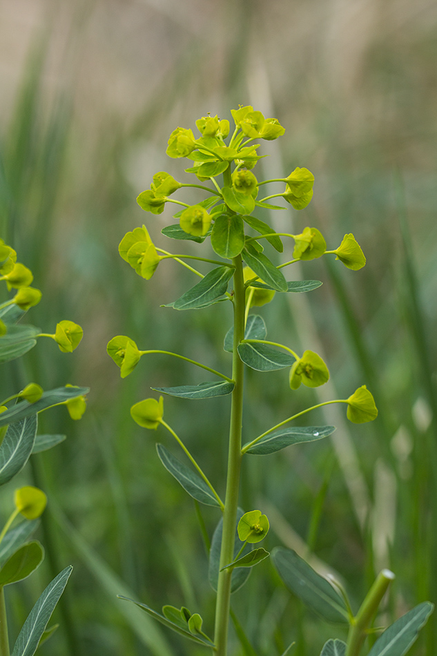 Image of Euphorbia iberica specimen.