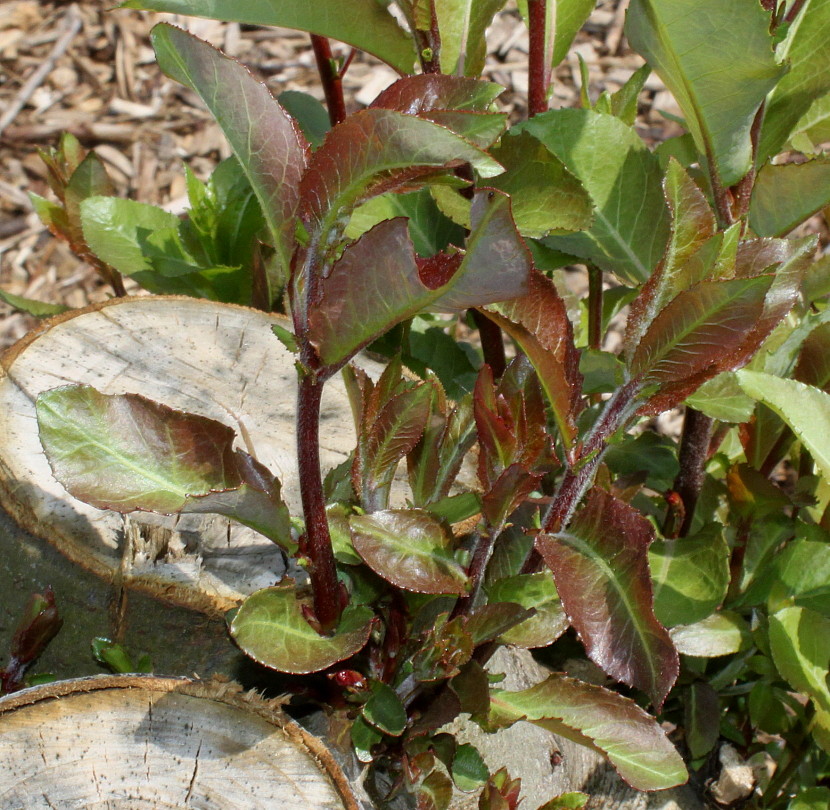 Image of genus Salix specimen.