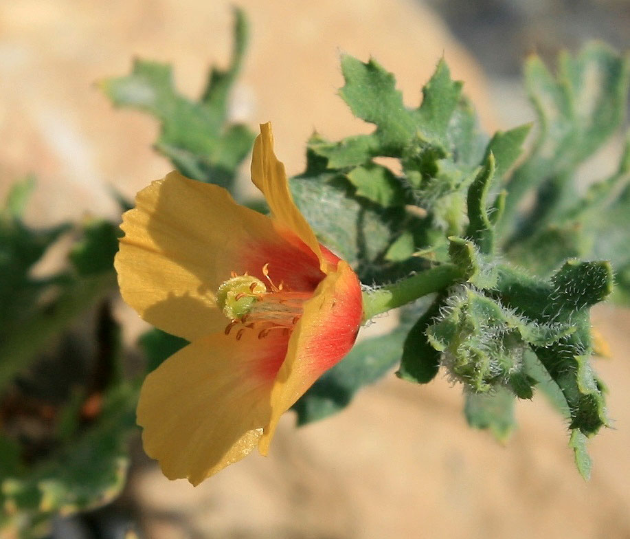 Изображение особи Glaucium corniculatum.