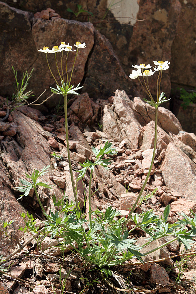 Image of Anemonastrum protractum specimen.