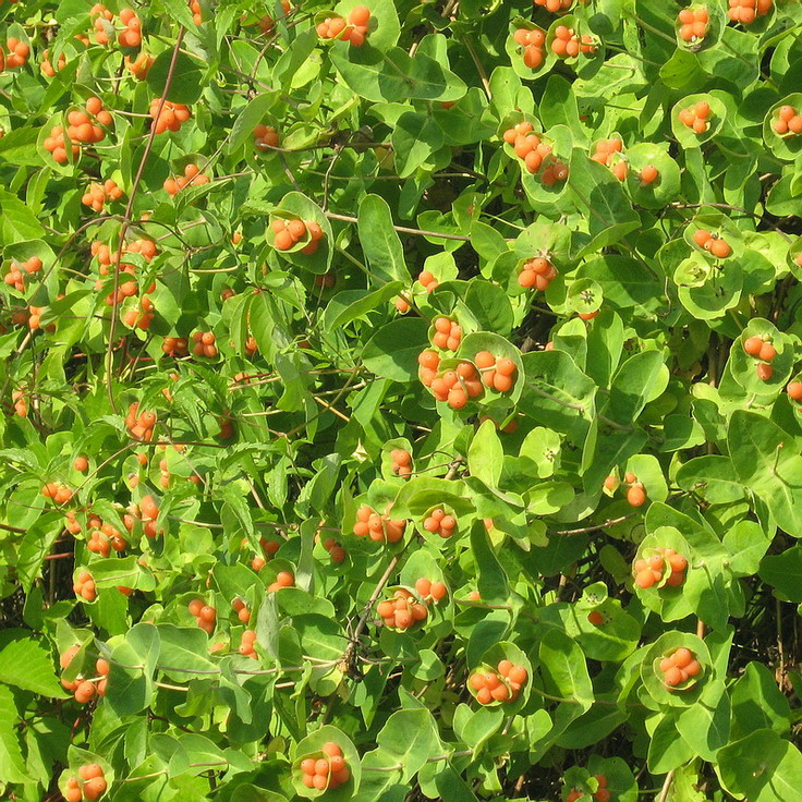 Image of Lonicera caprifolium specimen.