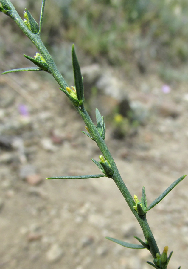 Image of Thymelaea passerina specimen.