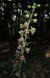 Epipactis helleborine. Соцветие. Крым, гора Чатырдаг, южный склон, буковый лес. 15 июля 2014 г.