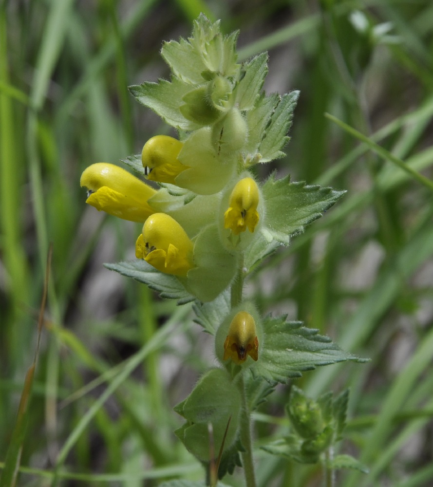 Изображение особи Rhinanthus rumelicus.