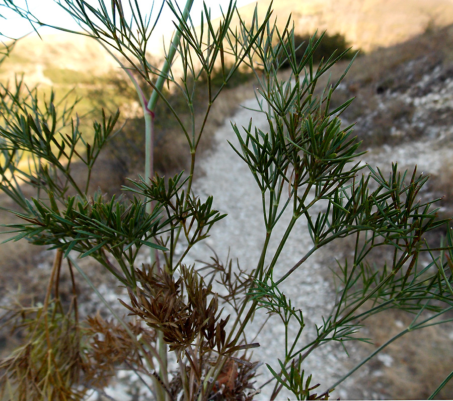 Изображение особи Peucedanum tauricum.