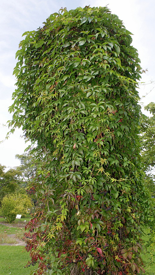 Image of Parthenocissus quinquefolia specimen.