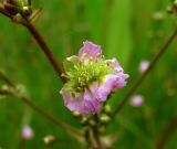 Alisma lanceolatum. Аномальный цветок. Окр. Архангельска, затон р. Маймакса. 09.07.2014.